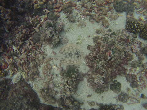 Image of Cortez Round Stingray