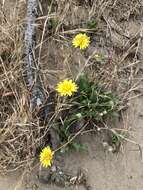 Image of woolly goat chicory