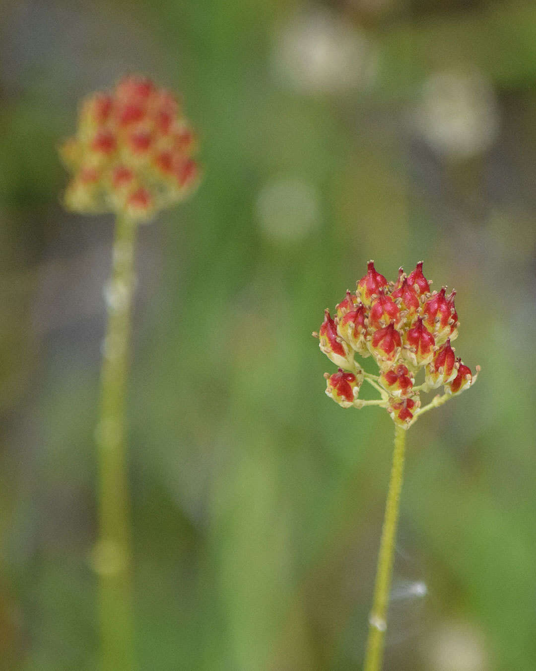 Image of western false asphodel