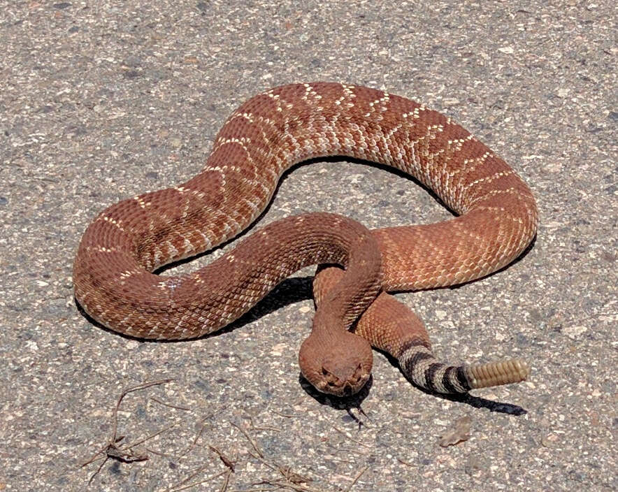 Image of Red Diamond Rattlesnake