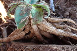 Image of Chlorophytum crispum (Thunb.) Baker