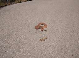 Imagem de Crotalus ruber Cope 1892