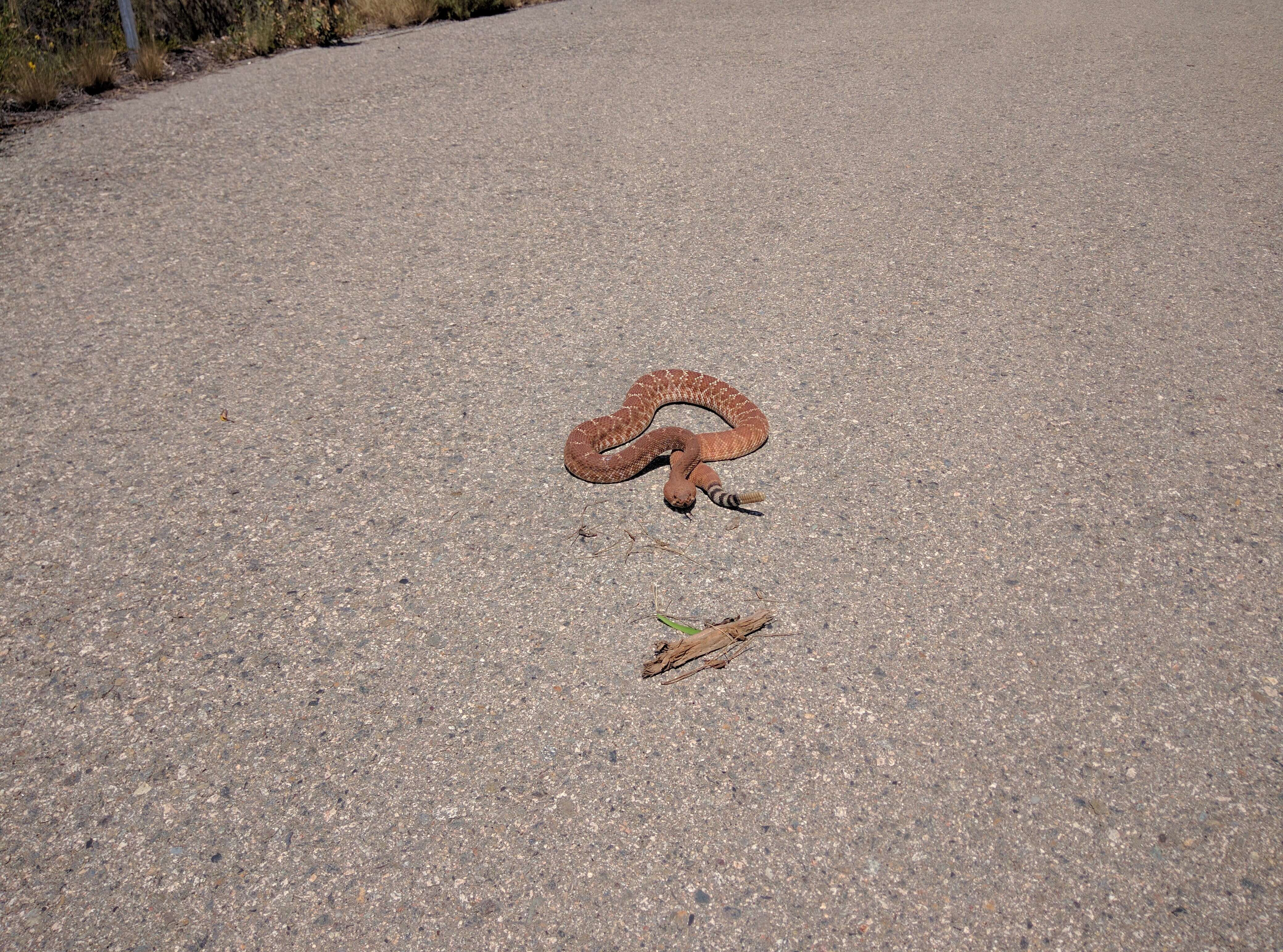 Image of Red Diamond Rattlesnake