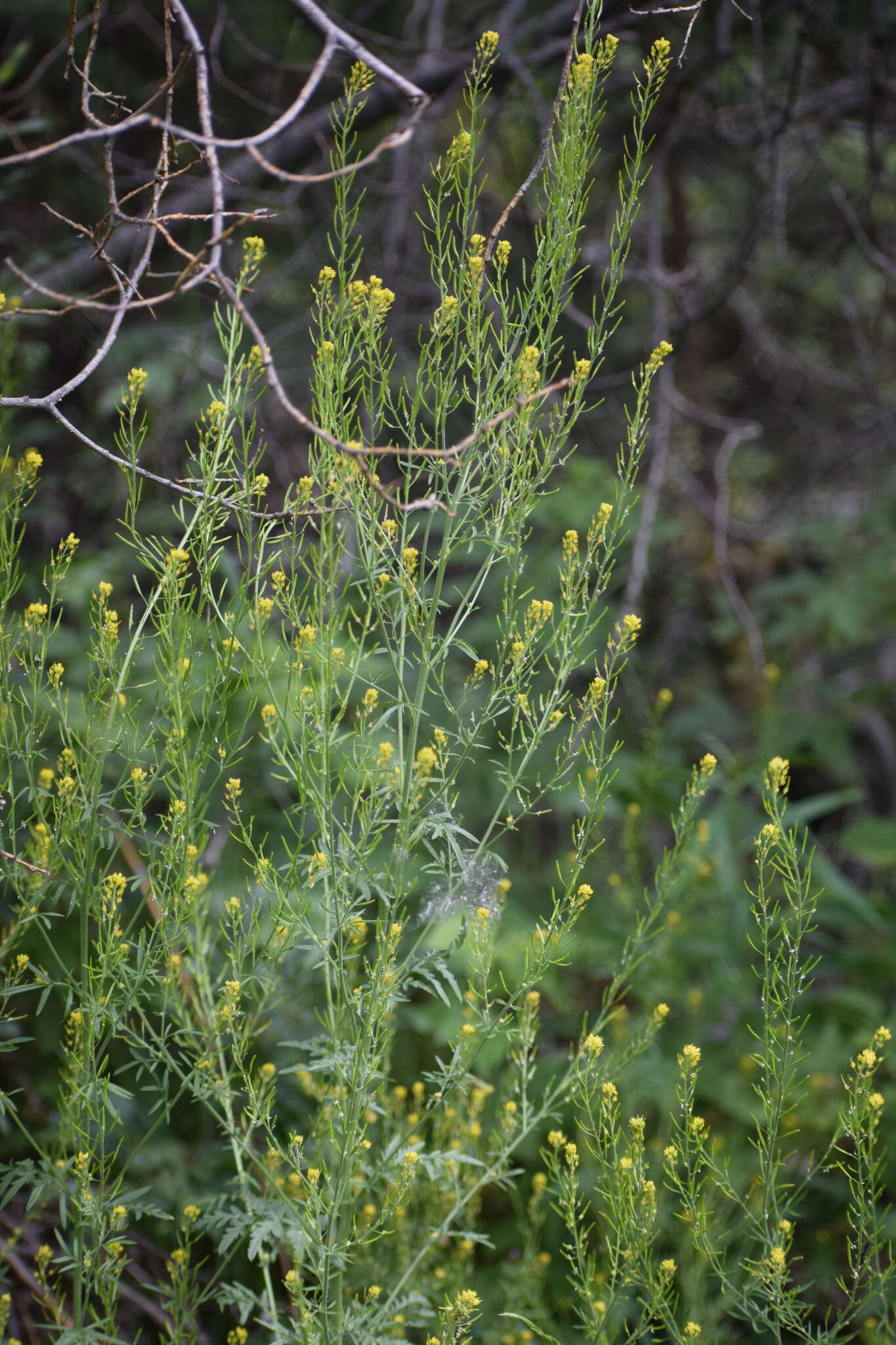 Image of mountain tansymustard