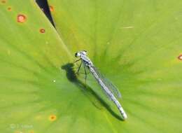 Image of Lilypad Forktail