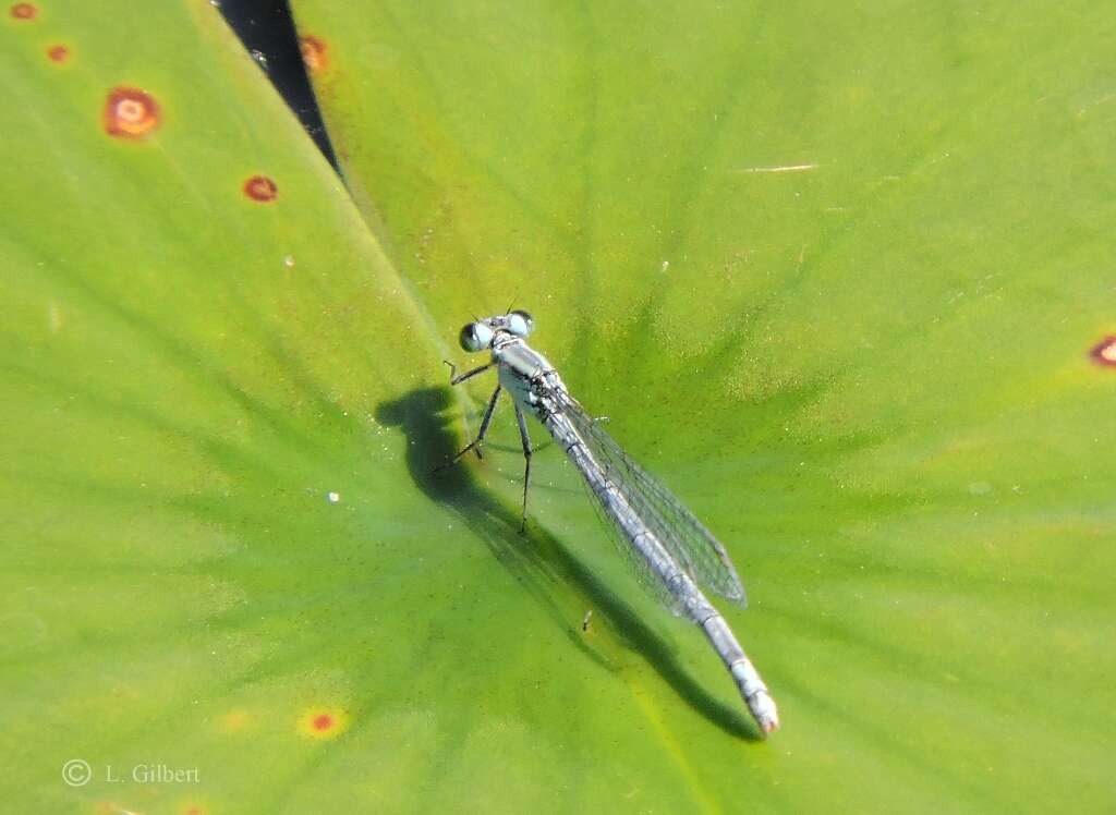 Image of Lilypad Forktail