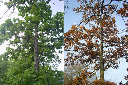 Image of Mongolian Oak