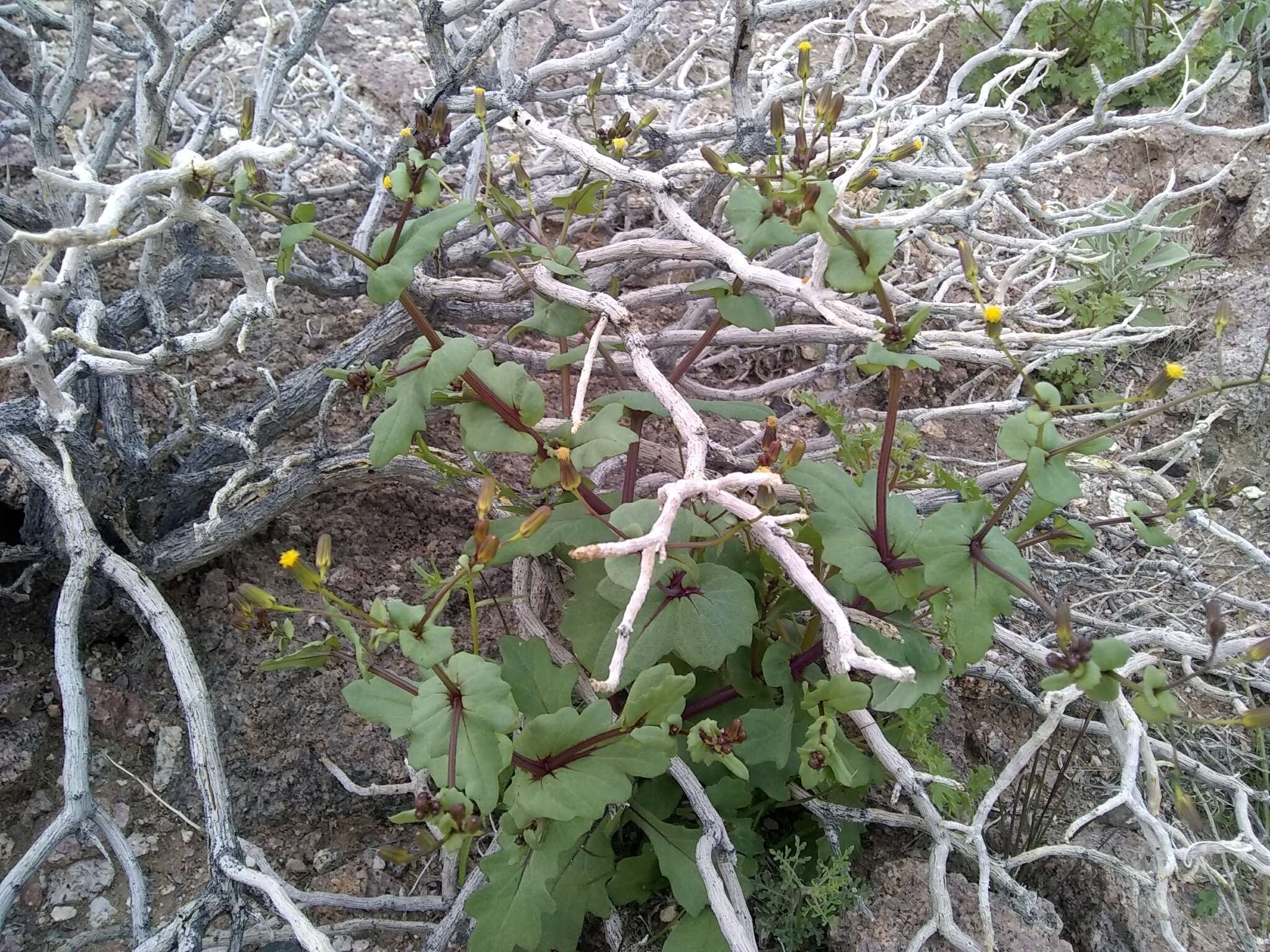 Image of Mojave ragwort