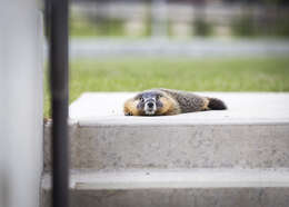 Image of Marmota subgen. Petromarmota Steppan et al. 1999