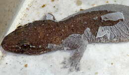 Image of geckos