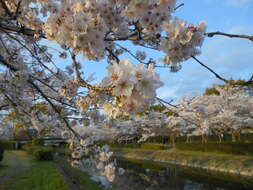 Plancia ëd Prunus yedoensis Matsum.