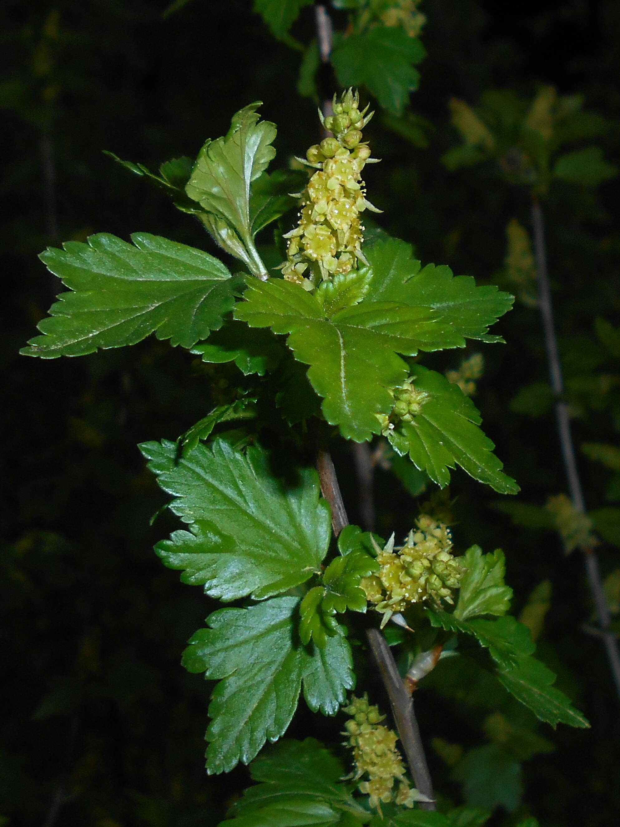 Image of Mountain Currant