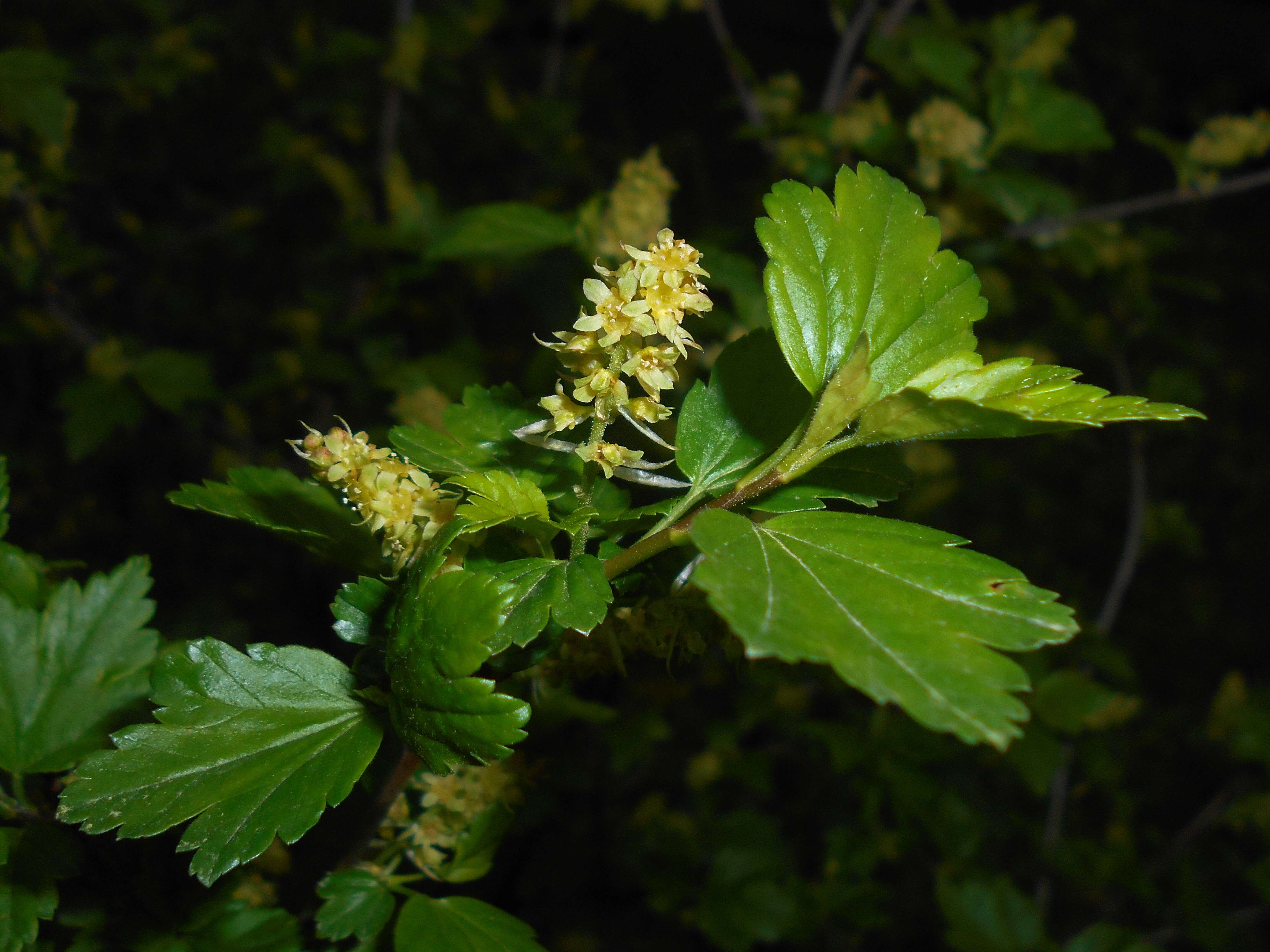 Image of Mountain Currant