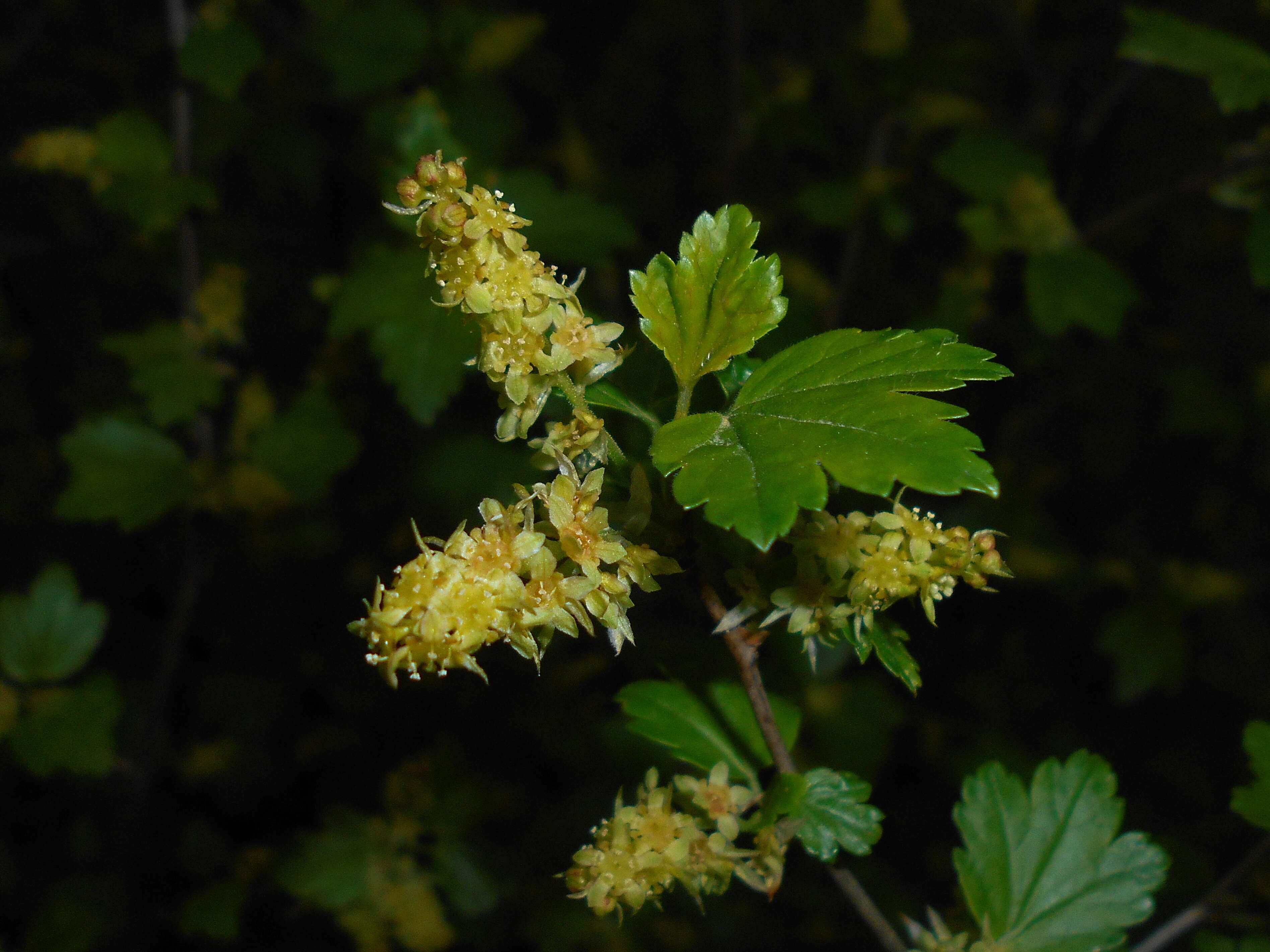 Image of Mountain Currant