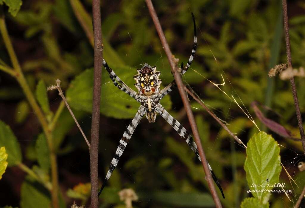 Image of Argiope australis (Walckenaer 1805)