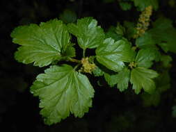 Image of Mountain Currant