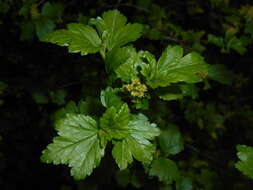 Image of Mountain Currant