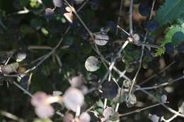 Image of Coprosma rotundifolia A. Cunn.