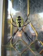 Image of Black-and-Yellow Argiope