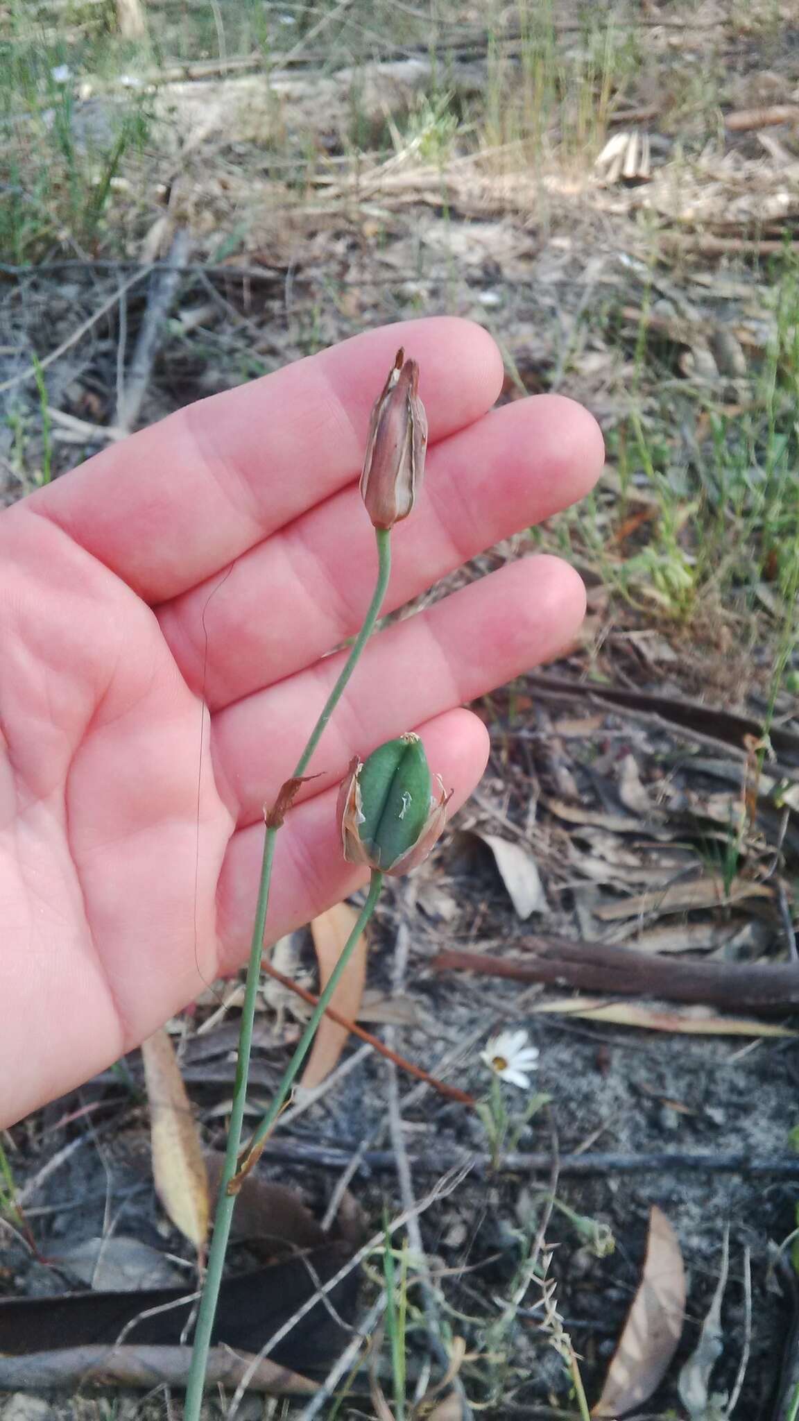 Image of Albuca flaccida Jacq.