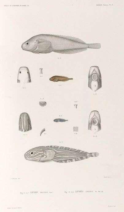 Image of Montagu's Sea Snail