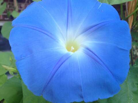 Image of Ololiuqui or Mexican Morning Glory