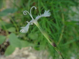 Image of Dianthus petraeus subsp. petraeus