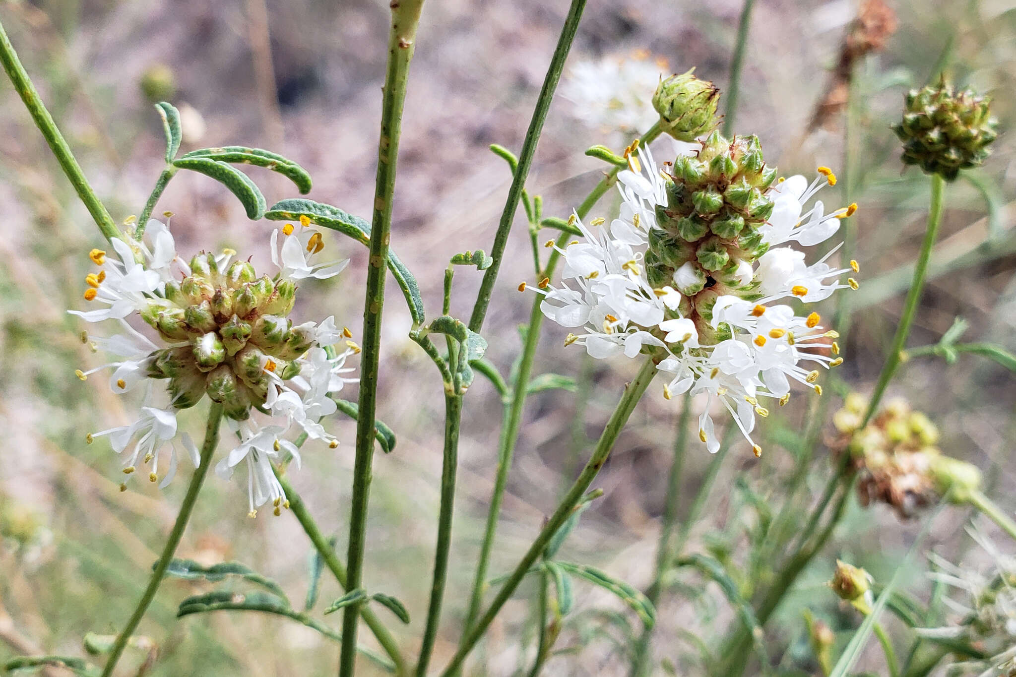 Image of white prairie clover