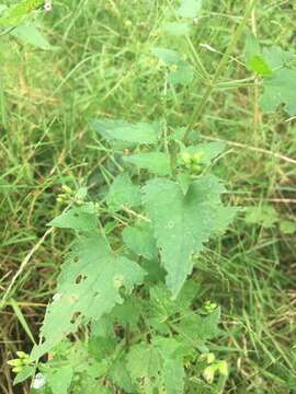 Fleischmannia incarnata (Walt.) R. King & H. Rob. resmi