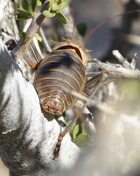 Image of Armoured Katydid