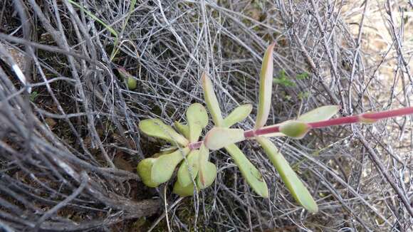 Image of Crassula pubescens subsp. pubescens