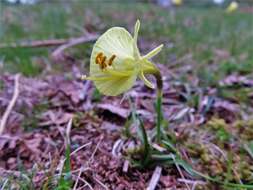 Narcissus bulbocodium subsp. bulbocodium的圖片