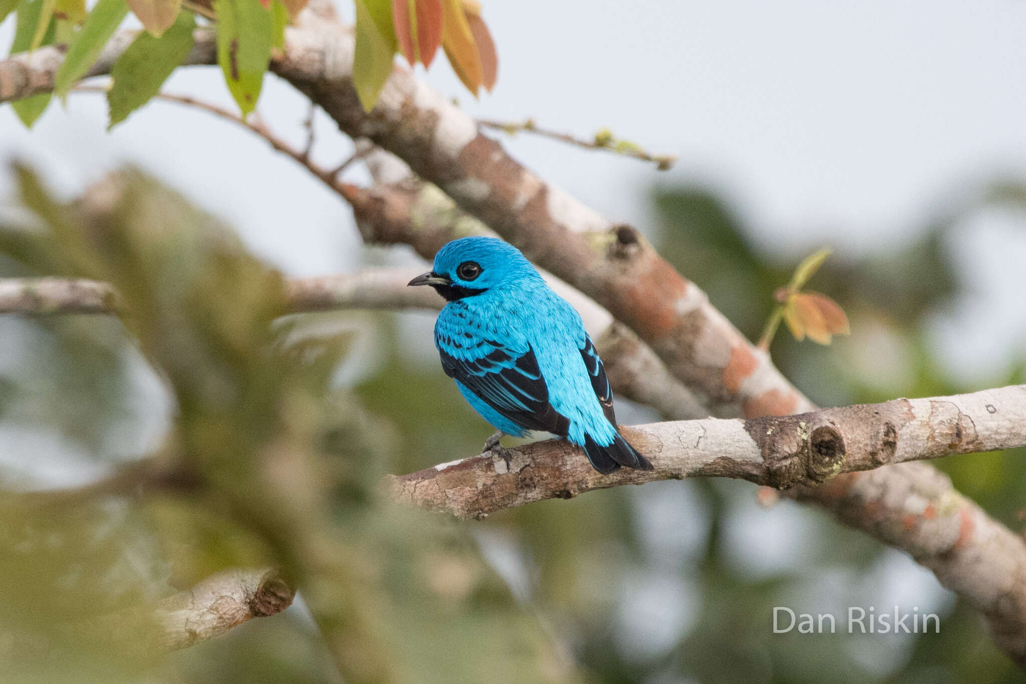 Image of Blue Cotinga