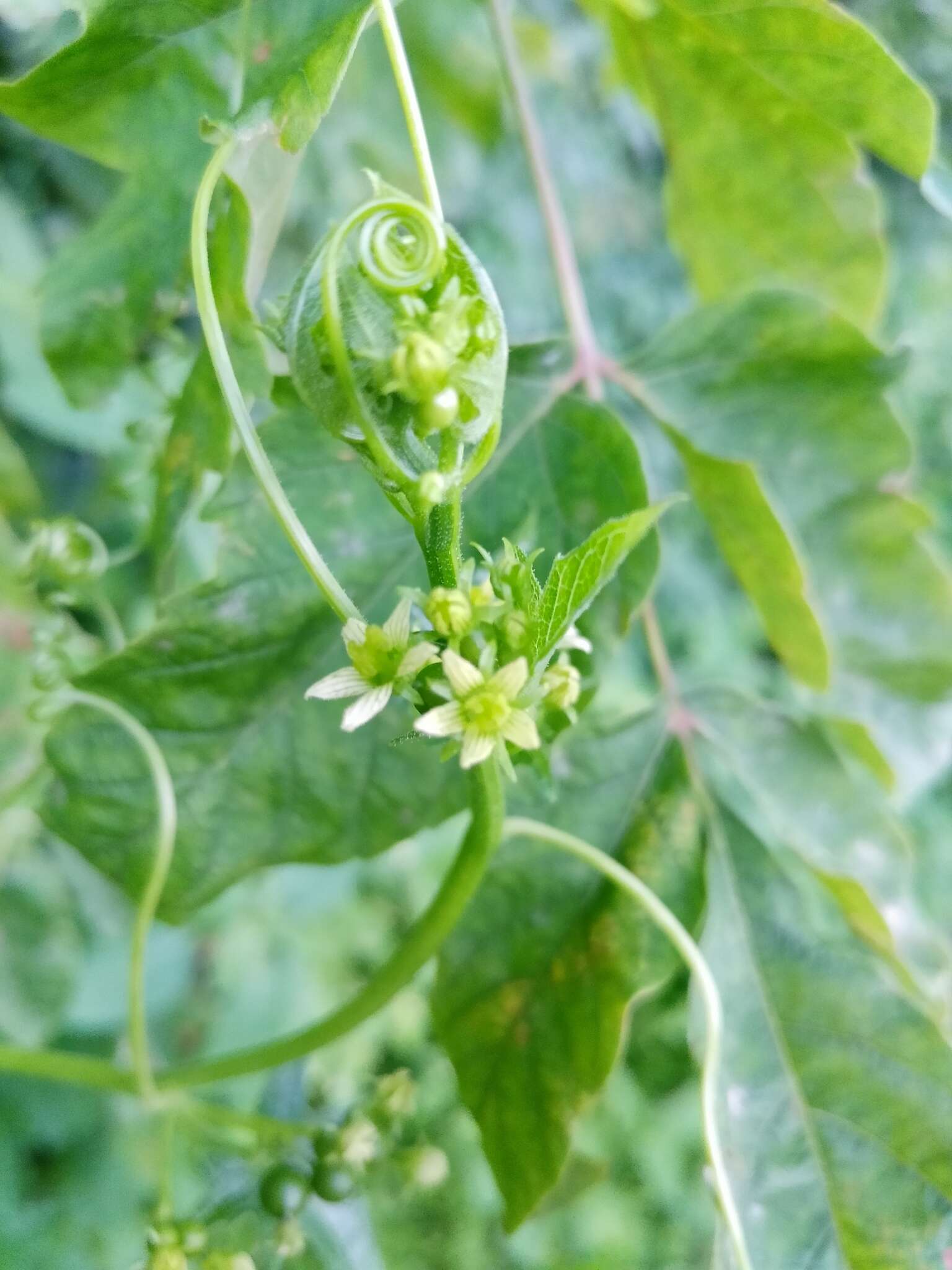 Image of white bryony