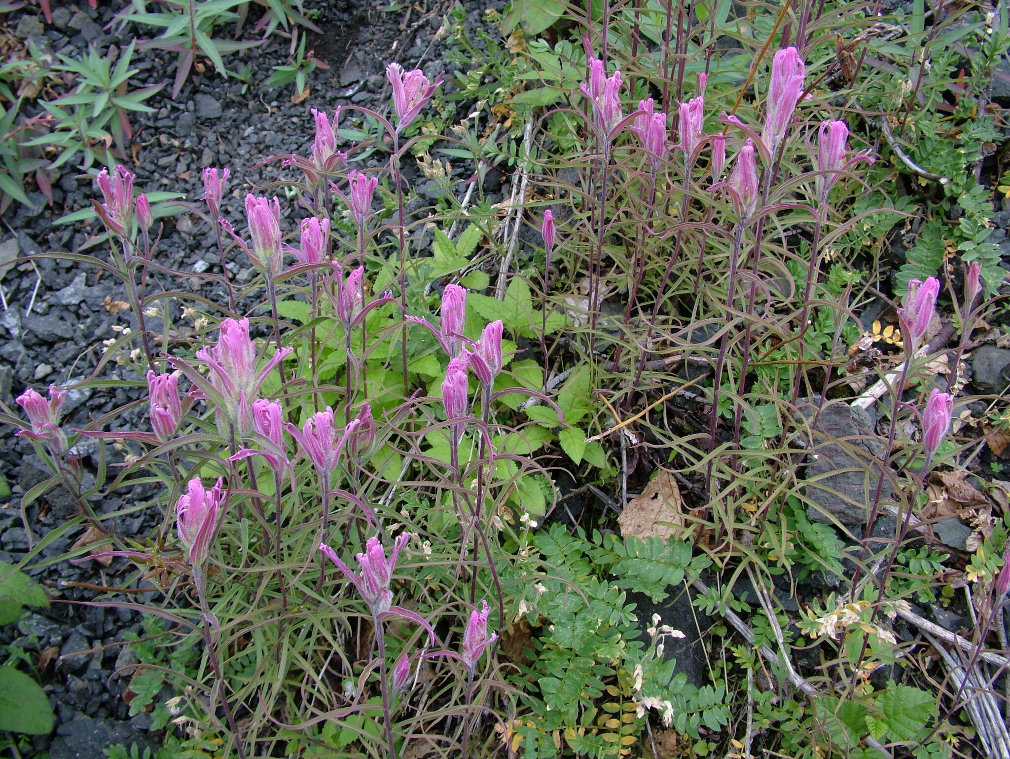 Image of Castilleja rubra (Drob.) Rebr.