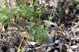 Image of Stylidium brunonianum Benth.