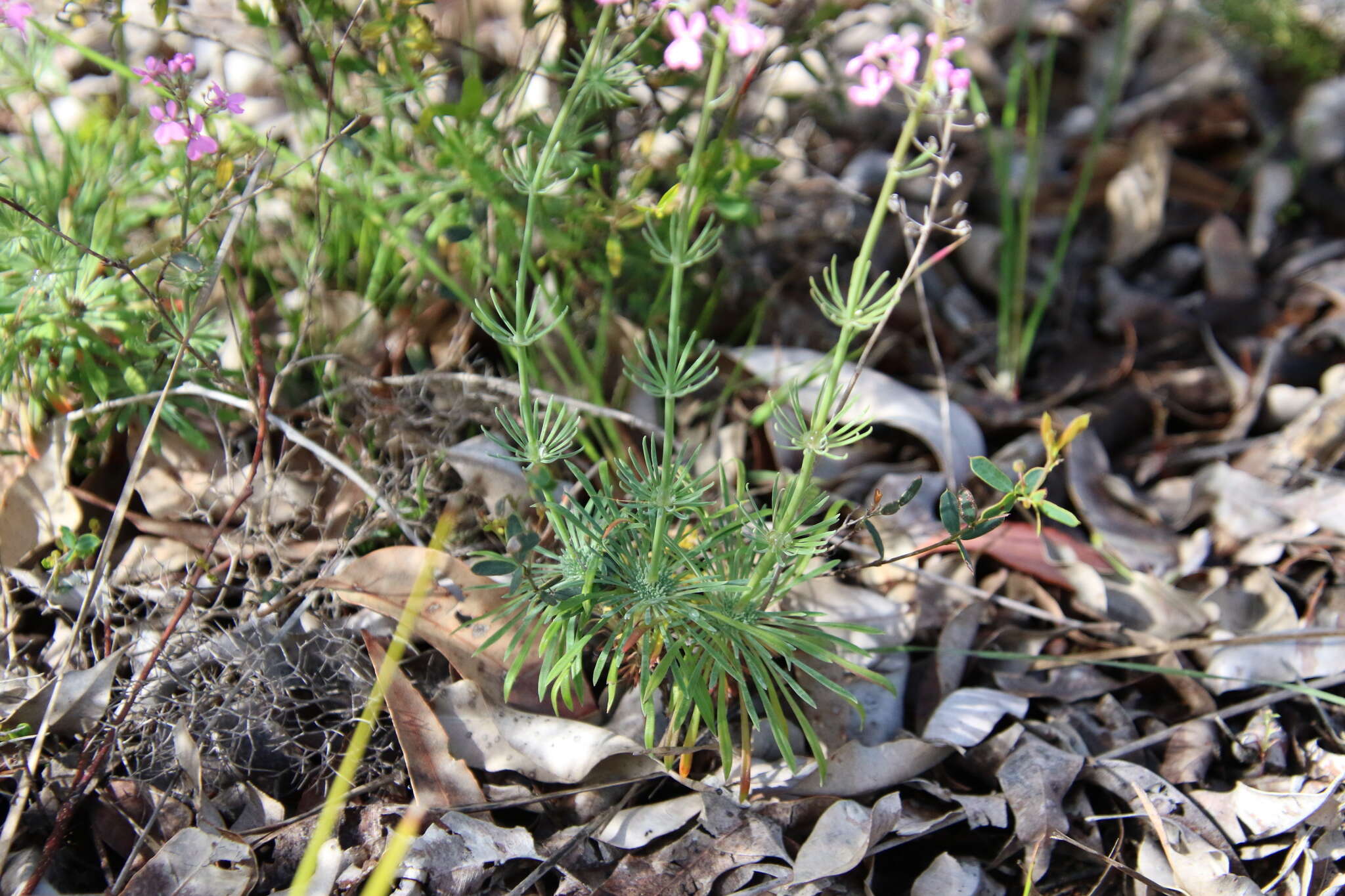 Image of Stylidium brunonianum Benth.