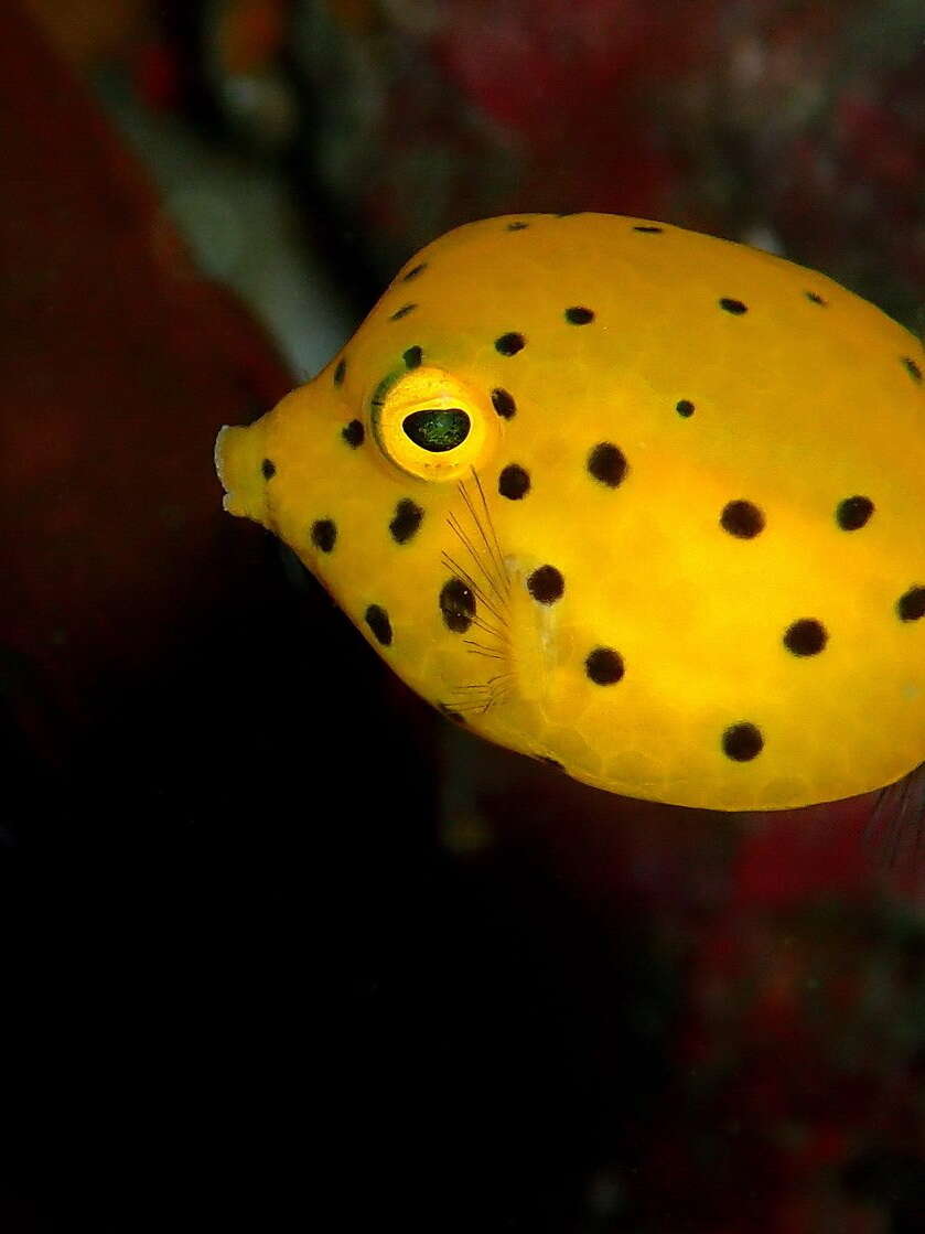 Image of Yellow boxfish