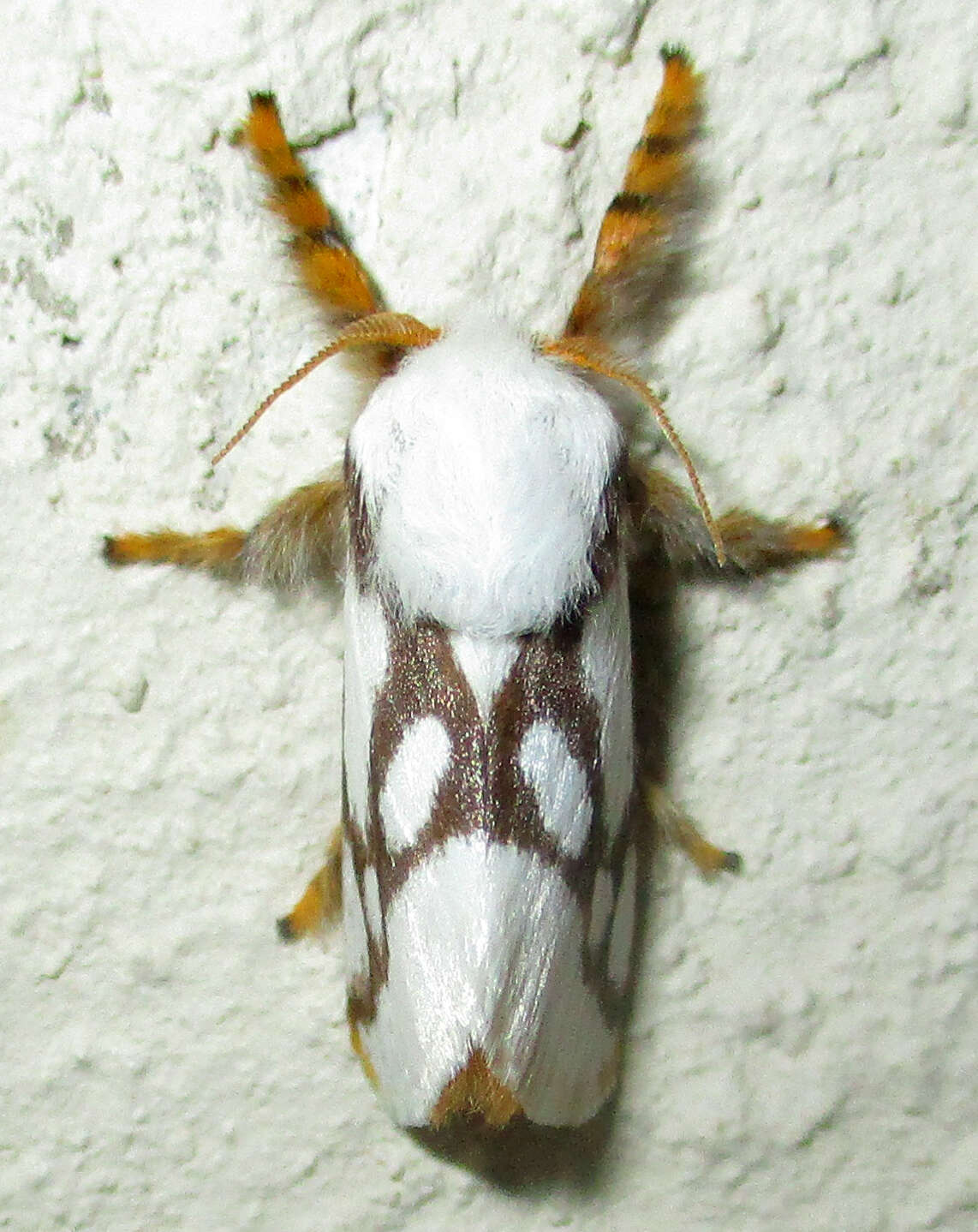 Image of Parapluda