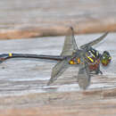 Image of Ictinogomphus acutus (Laidlaw 1914)