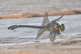 صورة Ictinogomphus acutus (Laidlaw 1914)