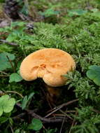 Imagem de Hygrophoropsis aurantiaca (Wulfen) Maire 1921