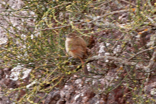 Image of Streak-fronted Thornbird