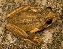 Image of Brown Tree Frog