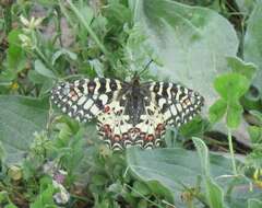 Image of Zerynthia rumina (Linnaeus 1758)