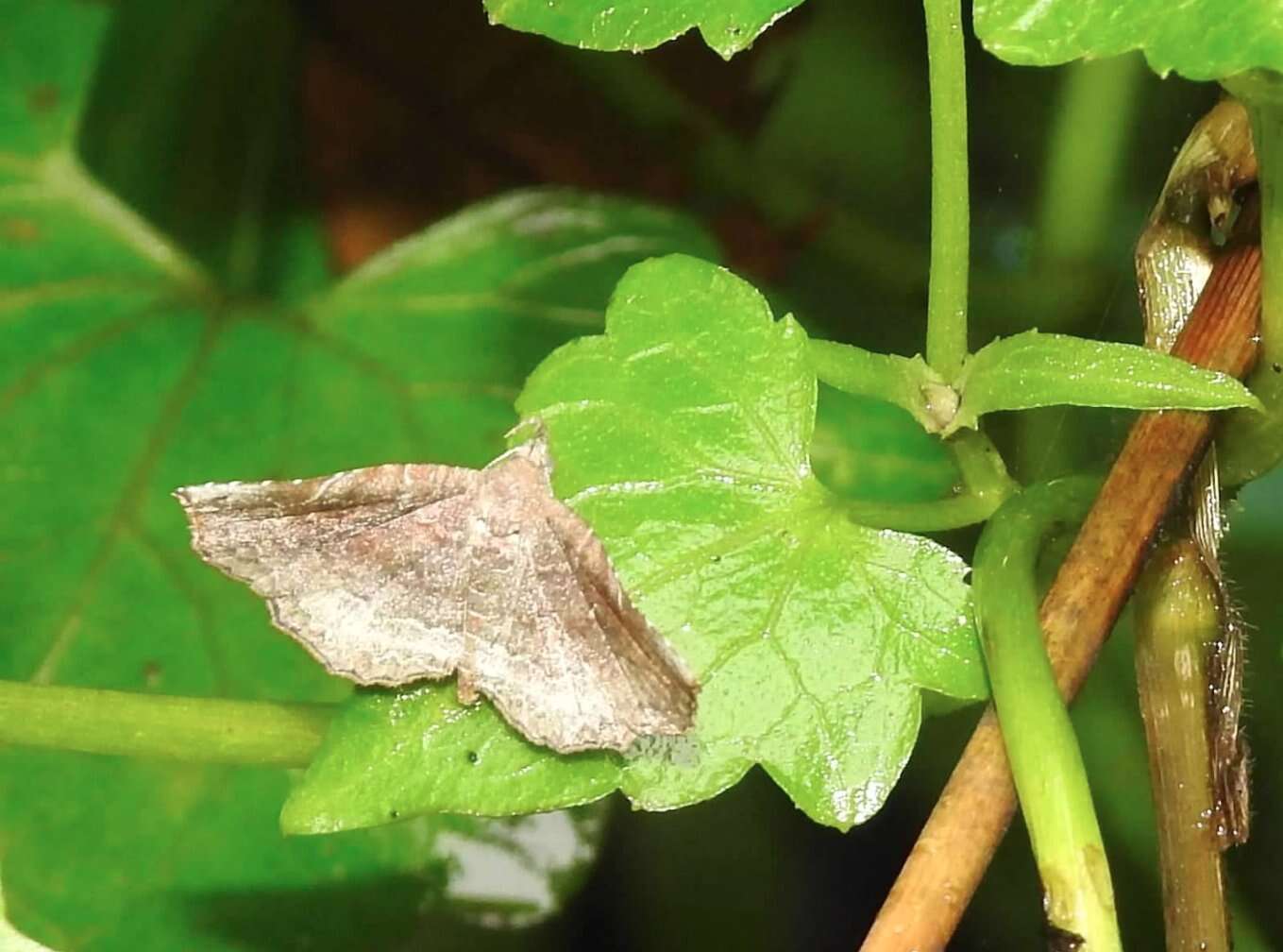 Image of Nagadeba indecoralis Walker 1865