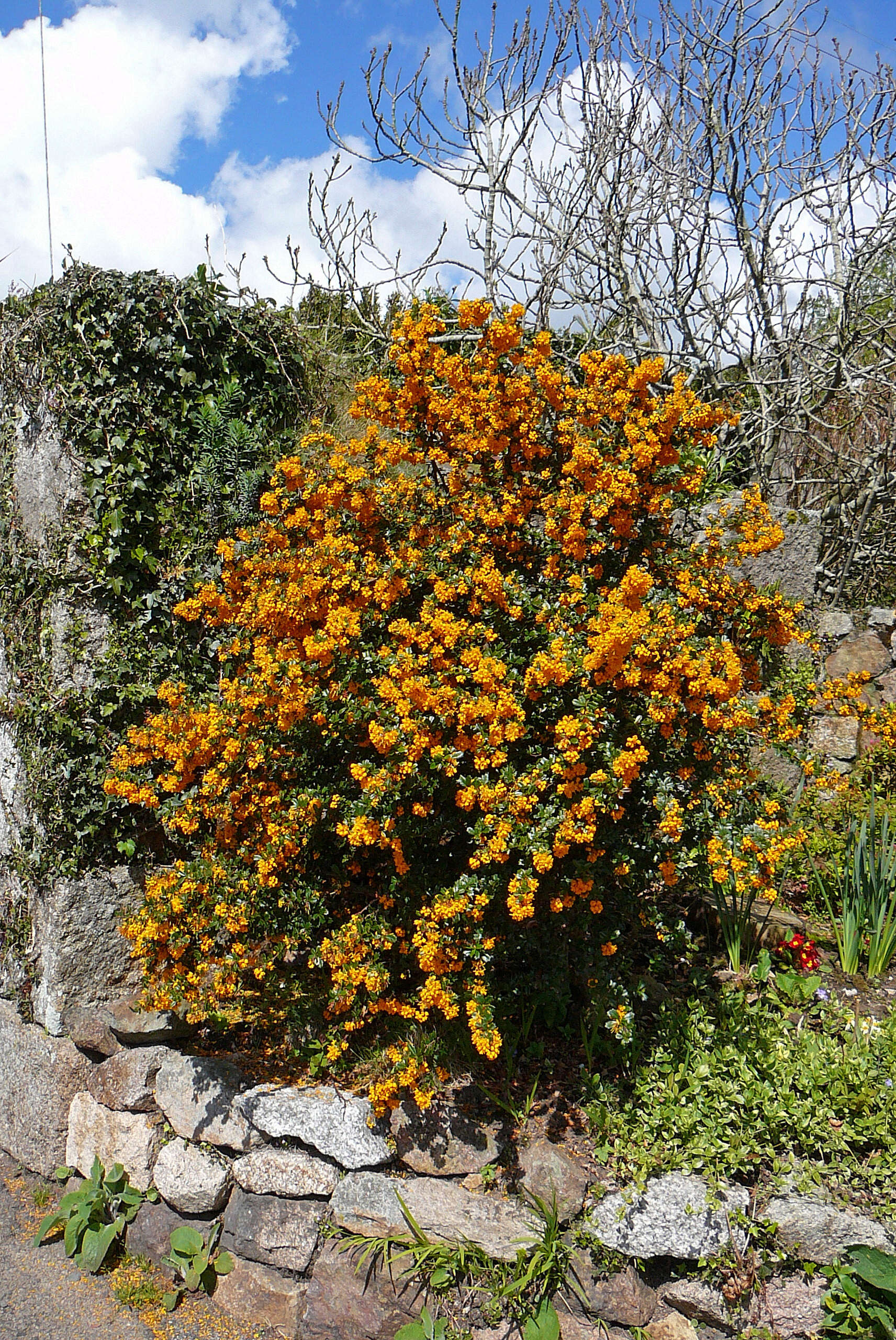 Image of Darwin's berberis