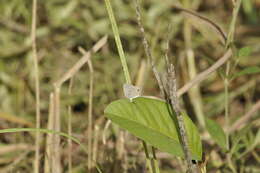 Image de Anthene lunulata (Trimen 1894)