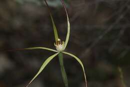 Image de Caladenia xantha Hopper & A. P. Br.