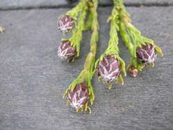 Image of Leucadendron sorocephalodes Phillips & Hutchinson